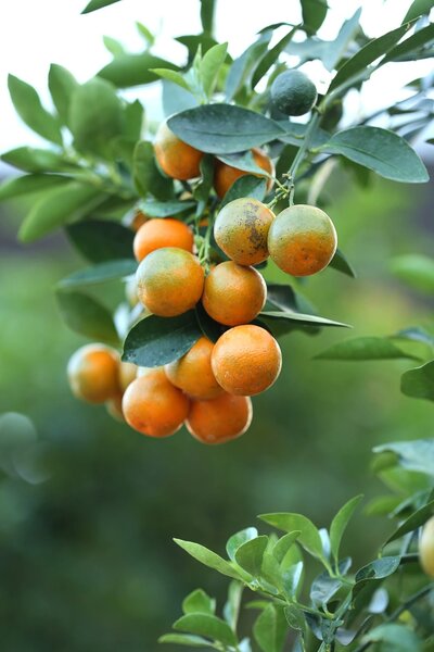 Citrus Kumquat - Citronnier rustique - Pot 19cm - Hauteur 50-60cm -  FloraStore