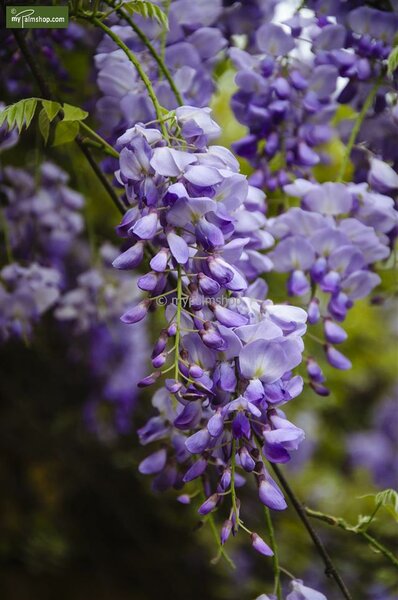 Wisteria floribunda 'Royal Purple' (Japanese Wisteria)