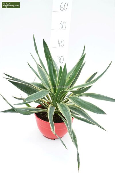 POWERS TO FLOWERS - YUCCA VARIEGATA ALTEZZA 190CM, VASO 40×40CM