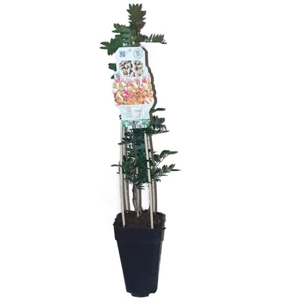 Pistacia lentiscus 2 ltr - MyPalmShop