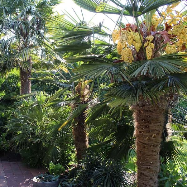 Palmier Trachycarpus wagnerianus