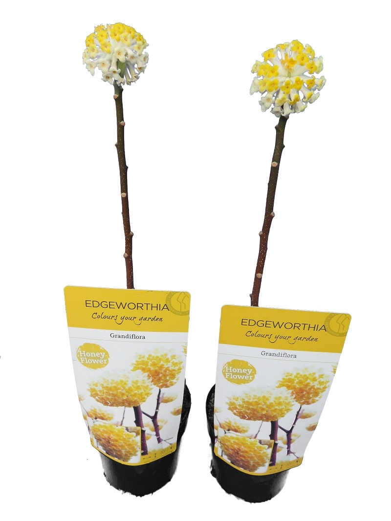 edgeworthia chrysantha