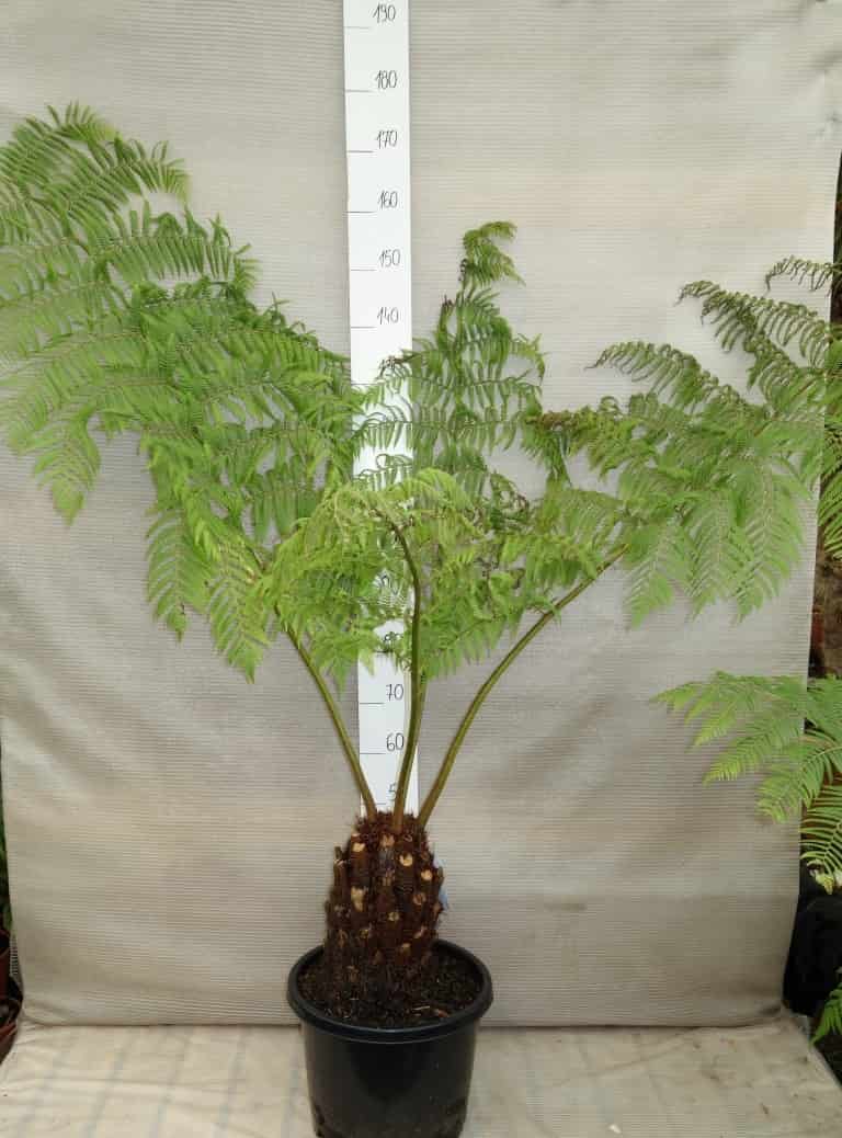 Cyathea australis - trunk 10-20 cm