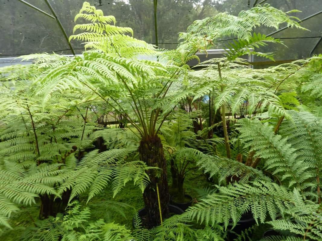 Cyathea australis - trunk 10-20 cm