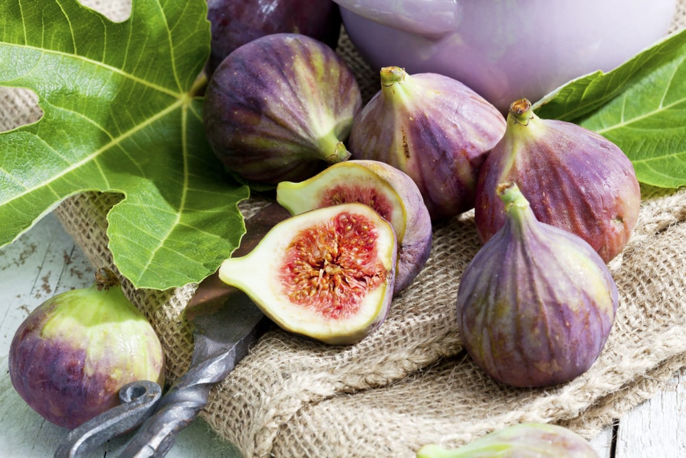 Fig, Ficus carica