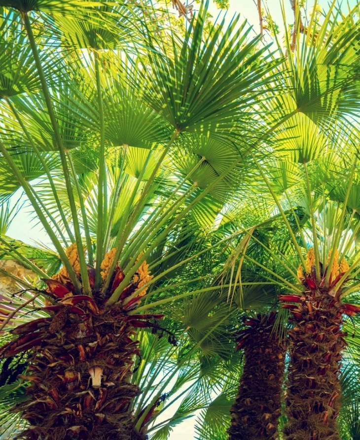 Dwarf palm deals trees