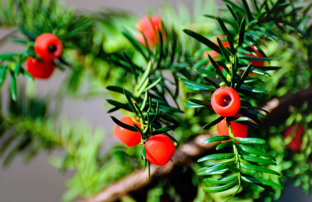 Taxus - MyPalmShop - MyPalmShop