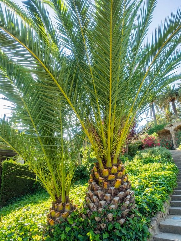 Phoenix canariensis - MyPalmShop