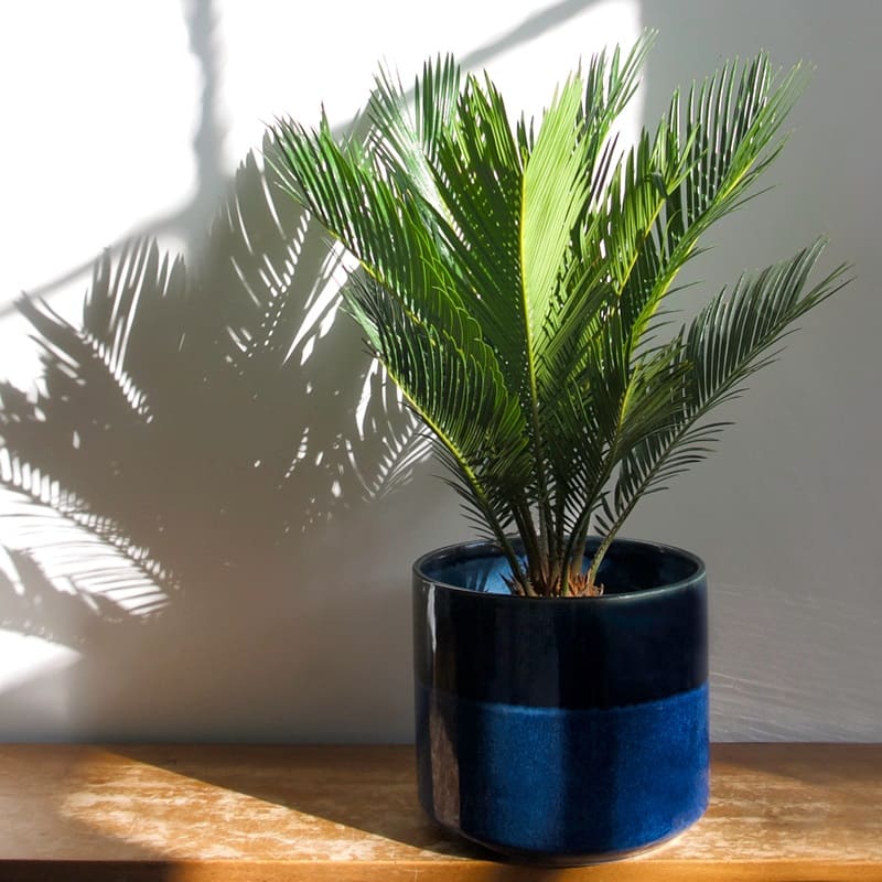 The impact of light on Cycas revoluta: how to ensure the right amount of light?