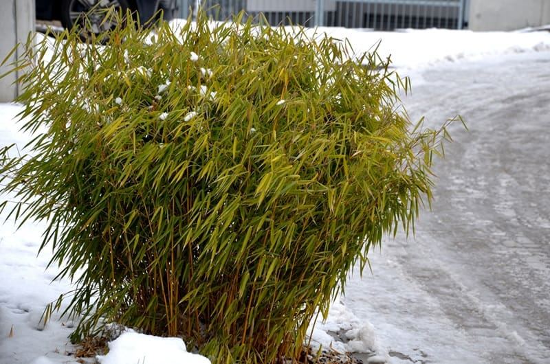 Caring for Fargesia bamboo: tips and advice