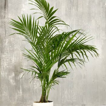 The difference between Howea forsteriana and other indoor plants ...