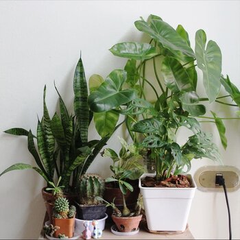 Indoor plants and their air purifying qualities - MyPalmShop