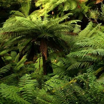 Caring for Dicksonia antarctica: tips and advice - MyPalmShop