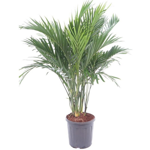 Chamaedorea Cataractarum - Pot Ø 30 Cm - Mypalmshop