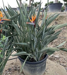 Strelitzia | Add character to your living room with this Bird of paradise  plant - MyPalmShop