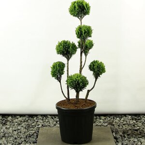 Looking for Bonsai trees? - MyPalmShop