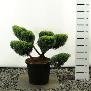 Looking for Bonsai trees? - MyPalmShop