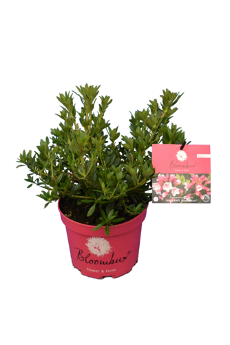 Bloombux (beautiful flowering replacement for Buxus) - MyPalmShop
