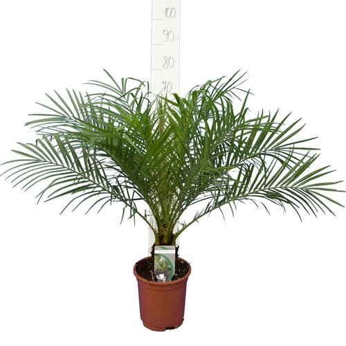 Dwarf date outlet palm