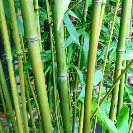 Phyllostachys bissetii 5 ltr. MyPalmShop