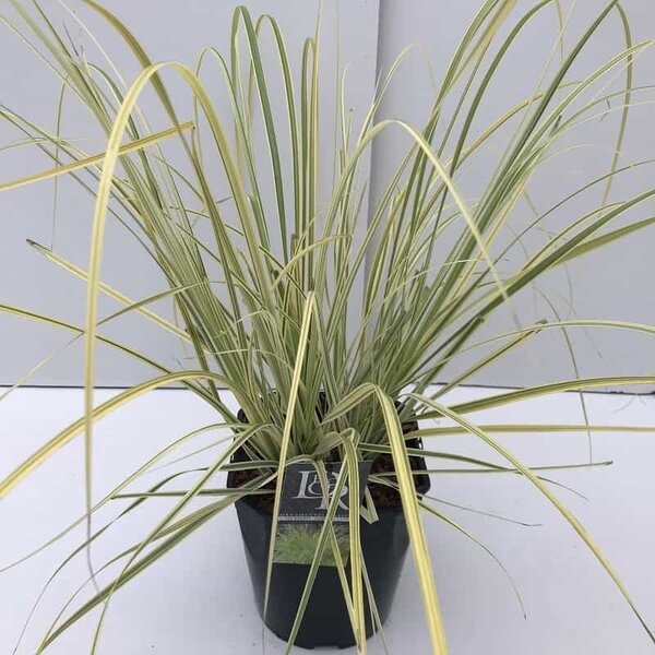 Cortaderia Splendid Star - pot 5 ltr - MyPalmShop