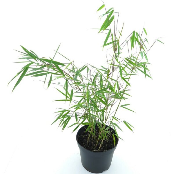 Fargesia robusta 'Campbell' pot:5ltr. - MyPalmShop