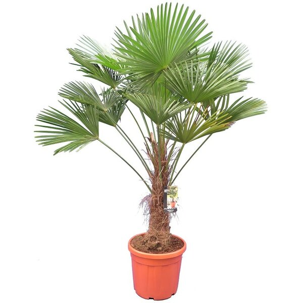 Trachycarpus wagnerianus - trunk 60-70 cm - total height 160-180 cm ...