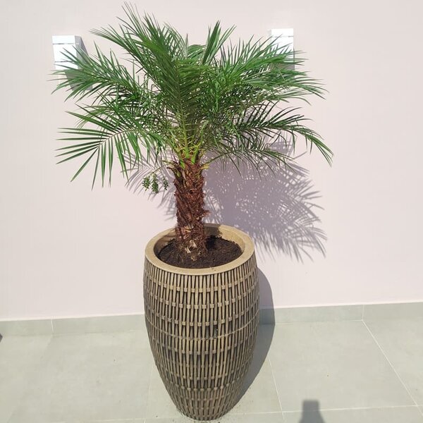 Phoenix roebelenii - trunk 40-50 cm [pallet] - MyPalmShop