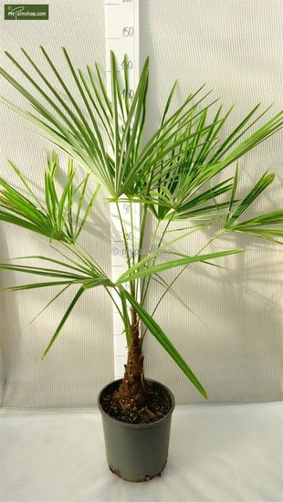 Trachycarpus - MyPalmShop - MyPalmShop