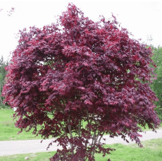 Acer - Maple trees - MyPalmShop