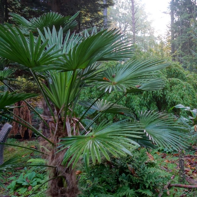 Outdoor palms