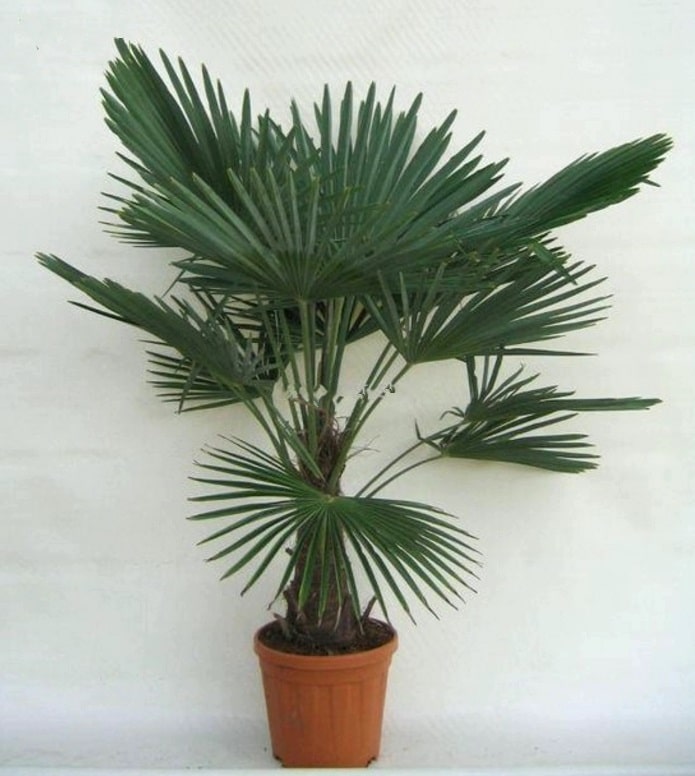 Trachycarpus fortunei