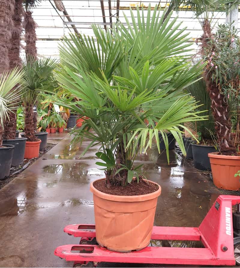 Trachycarpus fortunei multitrunk