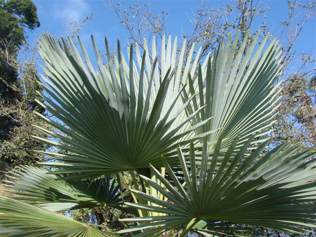 Other Trachycarpus