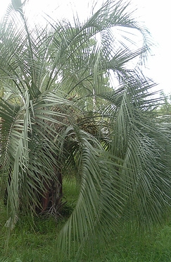 Butia