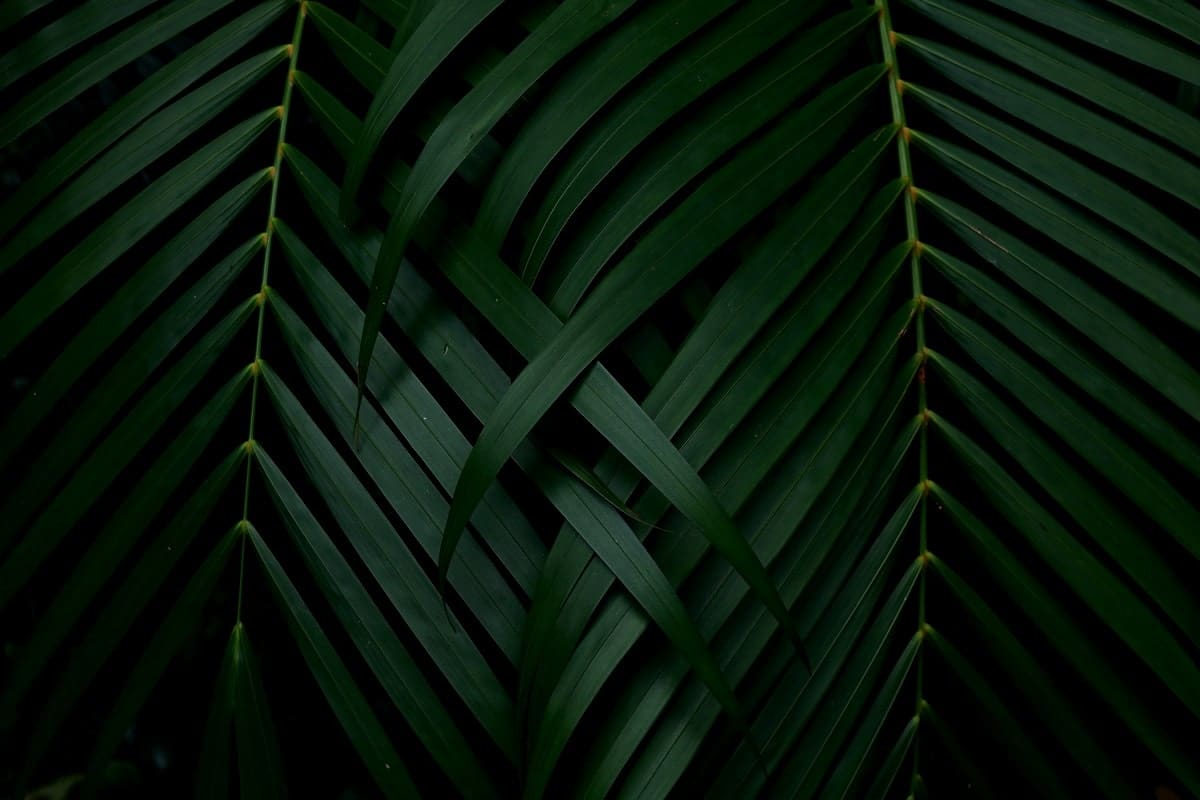 Feather palms