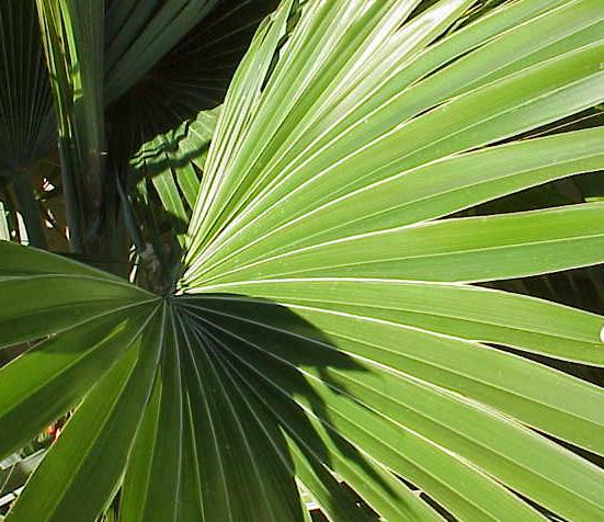 Fan palms