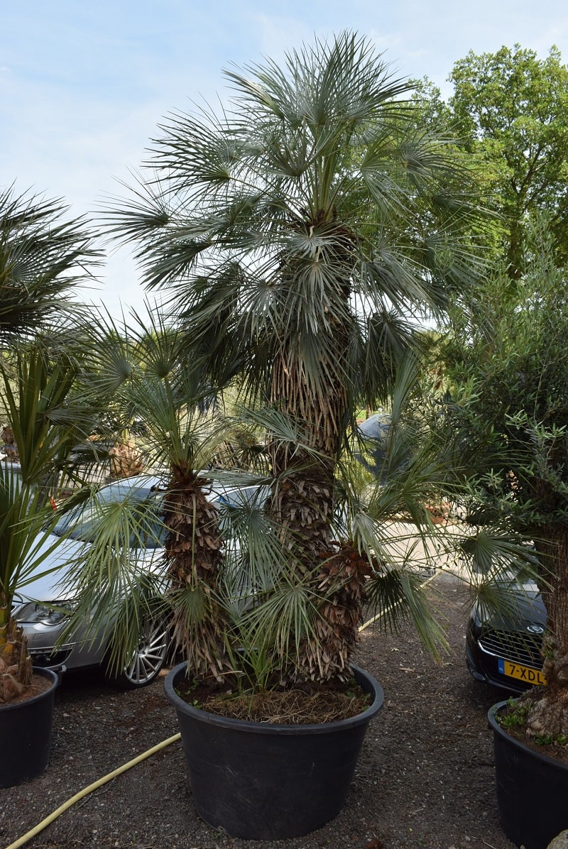 Chamaerops humilis Cerifera