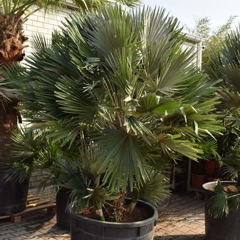 Chamaerops humilis Vulcano