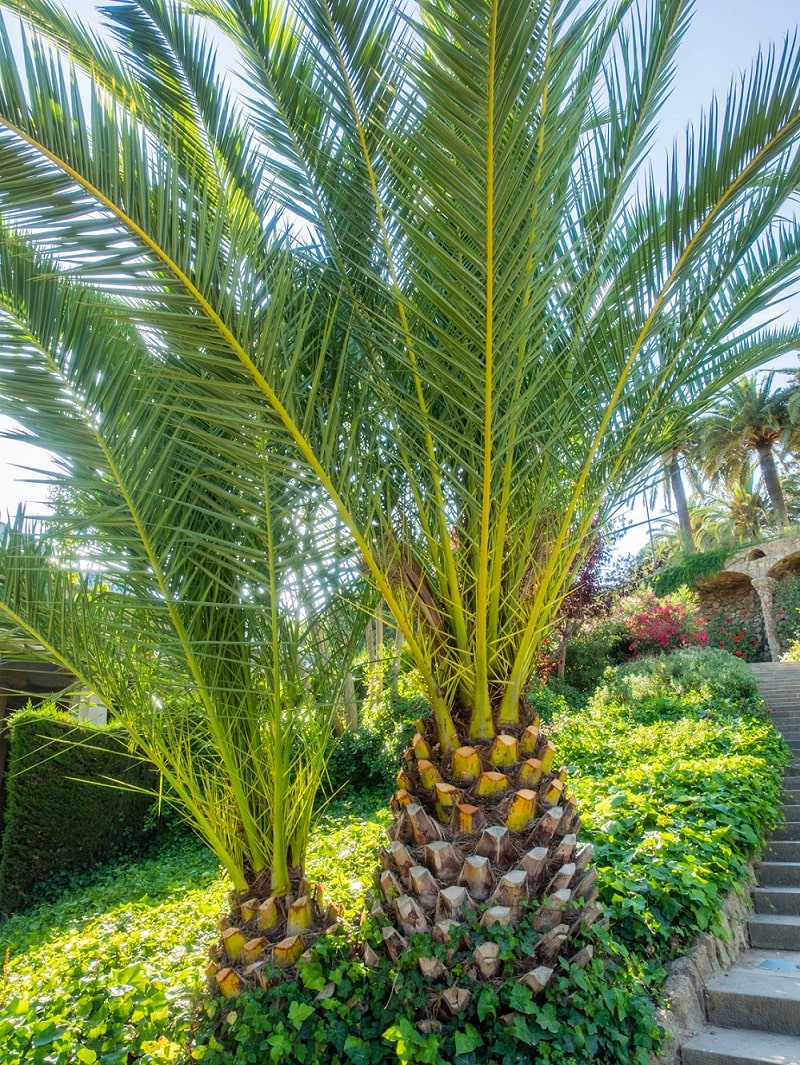 Phoenix canariensis