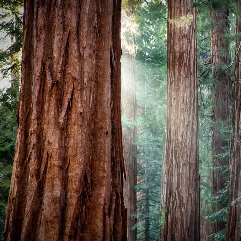 Conifer trees