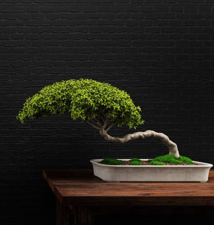 Bonsai