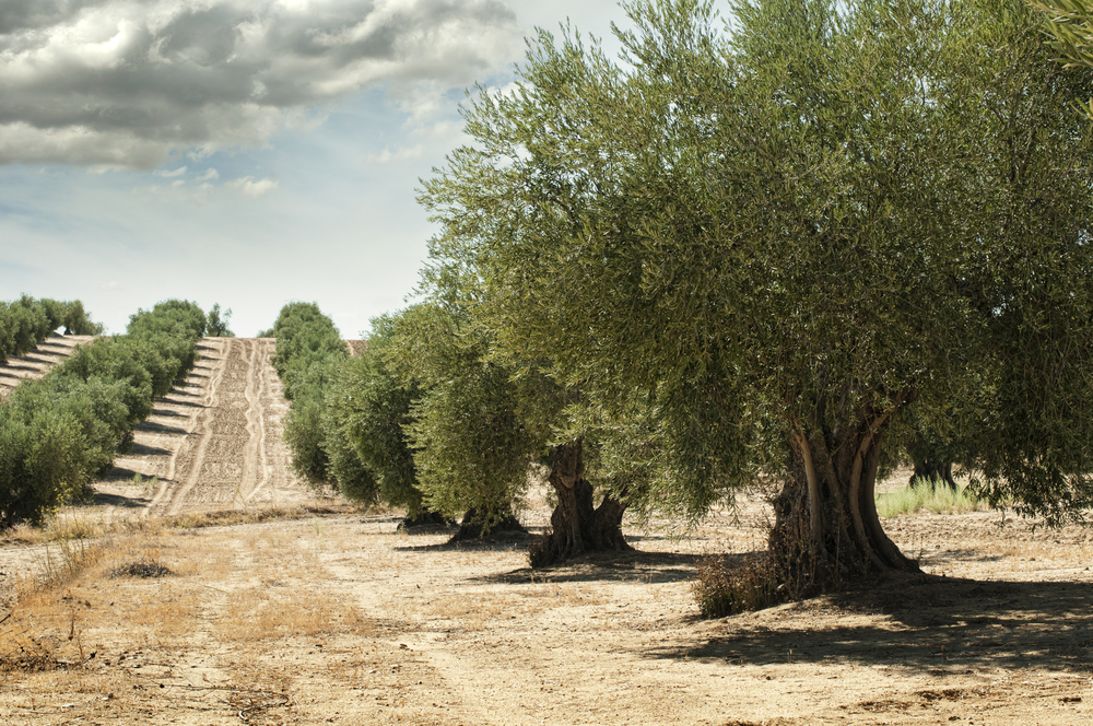 Olive trees