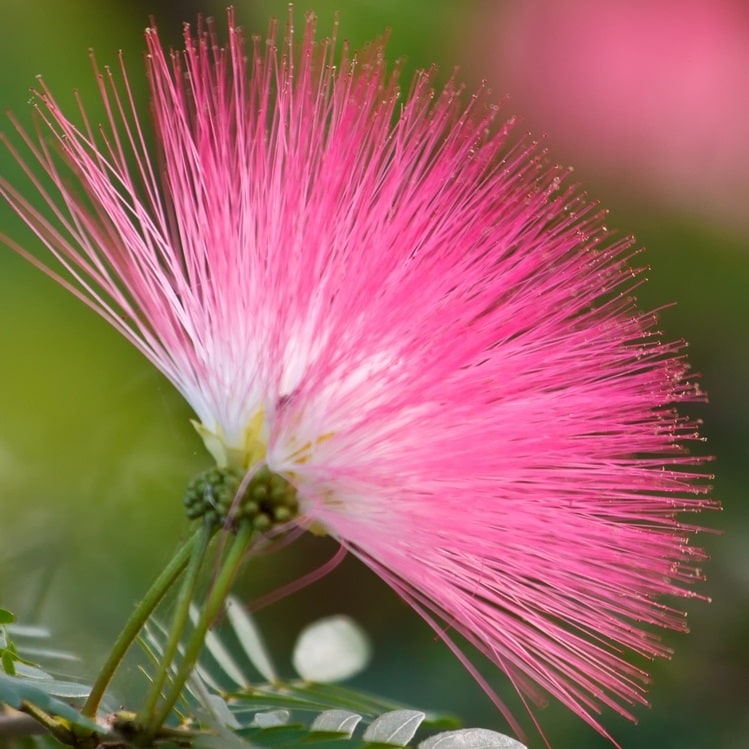 Albizia