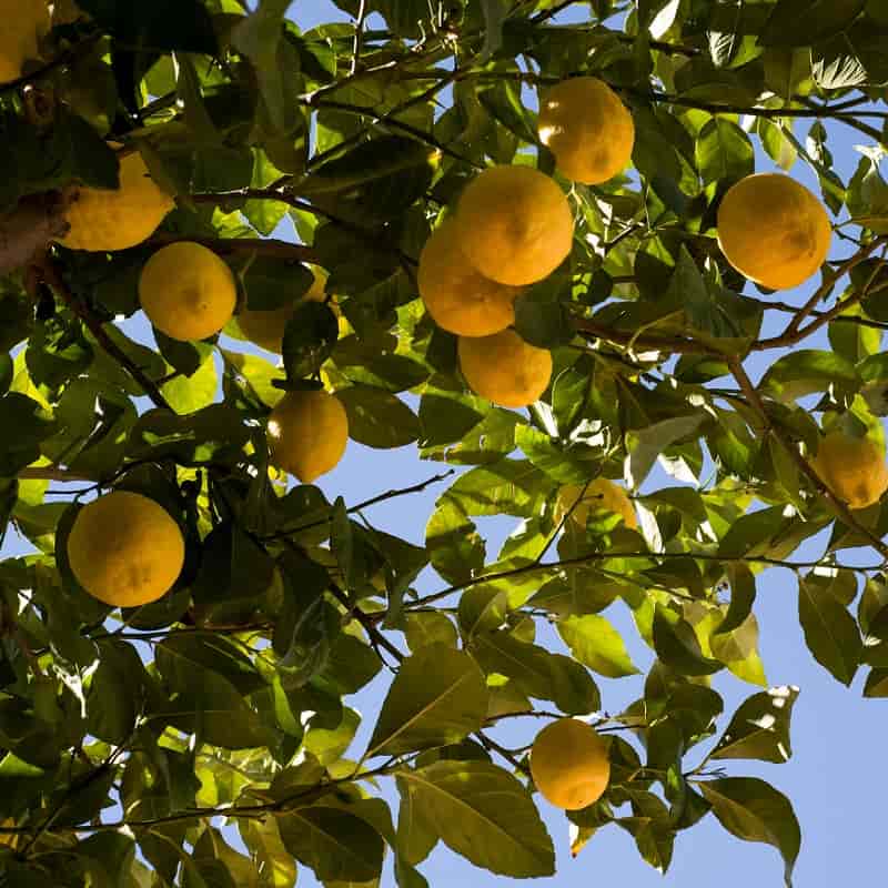 Citrus trees