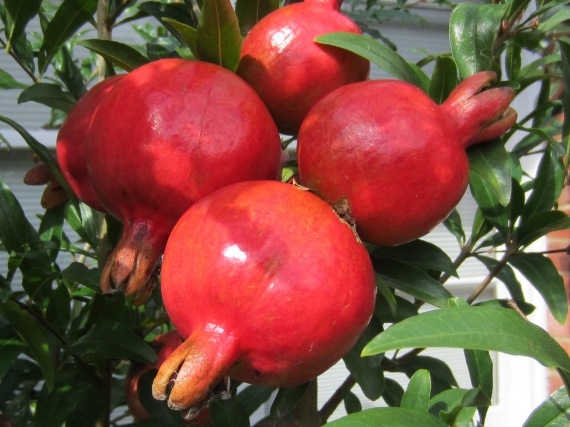 Pomegranate