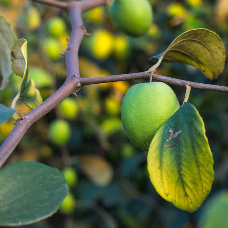 Fruit trees