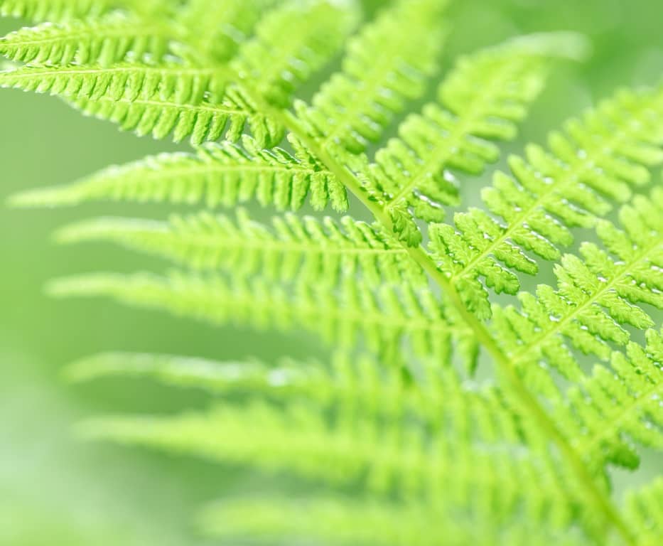 Evergreen ferns