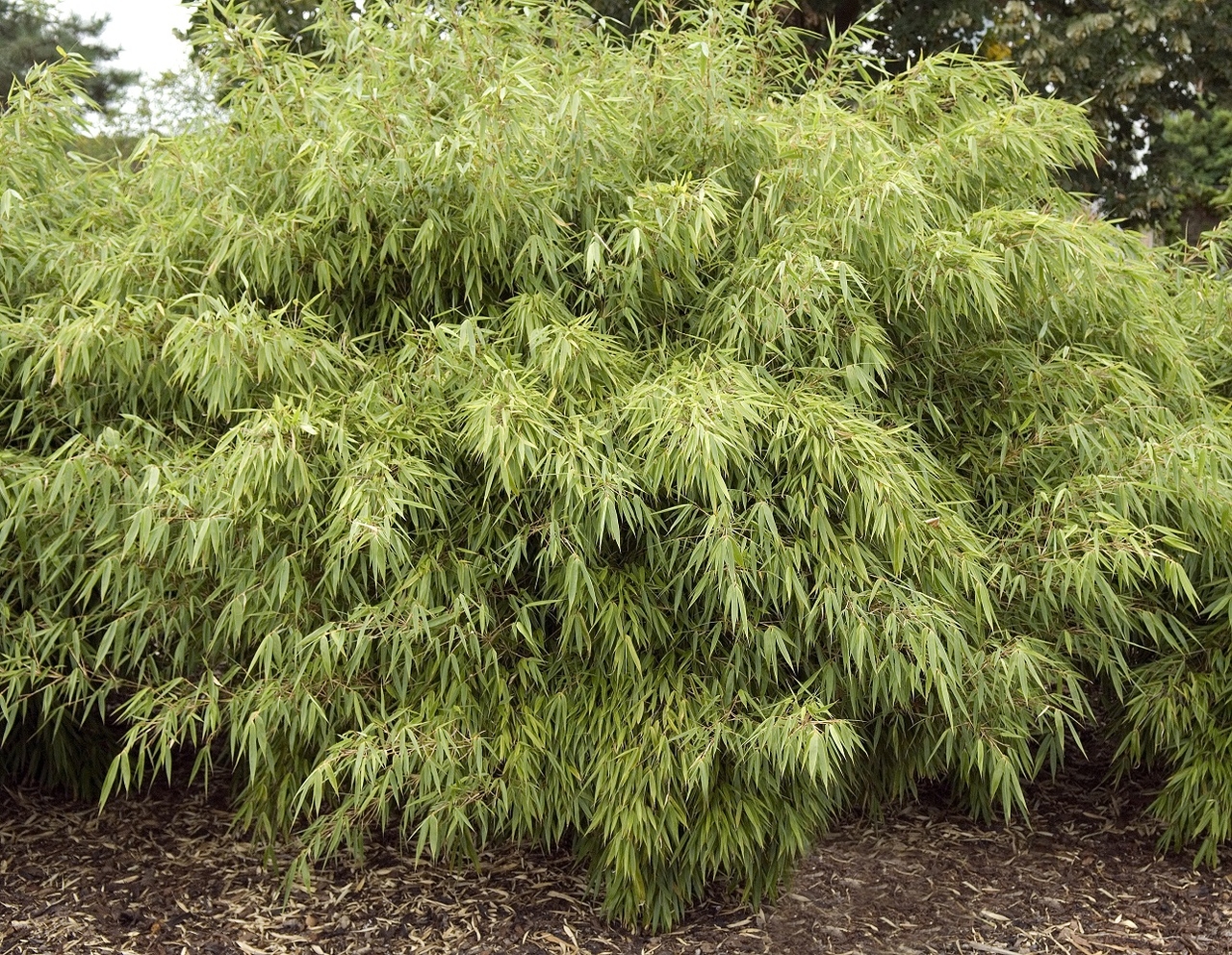 Clumping bamboo