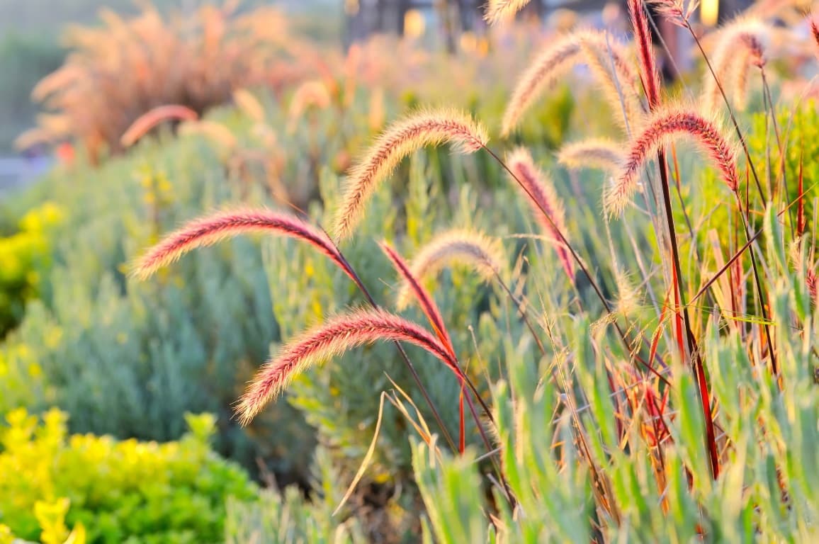 Ornamental grasses